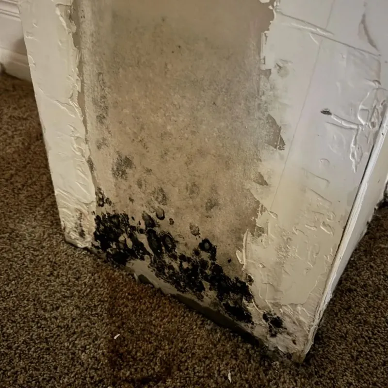 Professional Mold Removal in McMinnville, OR
